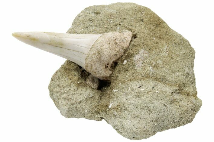 Fossil Mako Shark Tooth On Sandstone - Bakersfield, CA #223717
